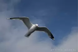 Чайка на фоне неба
