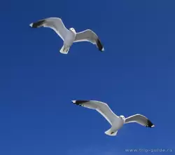 Чайки на Ладожском озере