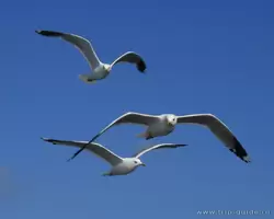 Чайки над Ладожским озером