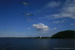 Чайки близ острова Валаам
