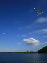 Остров Валаам, чайки