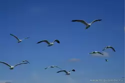 Чайки в небе, фото