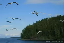 Чайки, берег острова Валаам