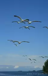 Чайки в небе