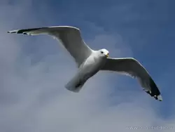 Чайка над Ладогой
