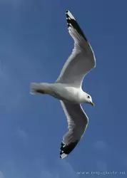 Чайка над Ладогой