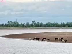 Стадо коров на берегу реки