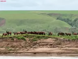 Стада лошадей на берегу реки