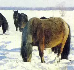 Лошадь - постоянный спутник якутов