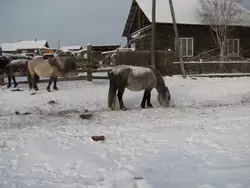 Якутские лошади в селе Амга
