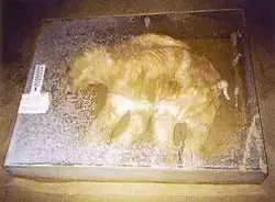 Мамонтенок Дима был найден в вечной мерзлоте (находится в Зоологическом музее в Санкт-Петербурге)